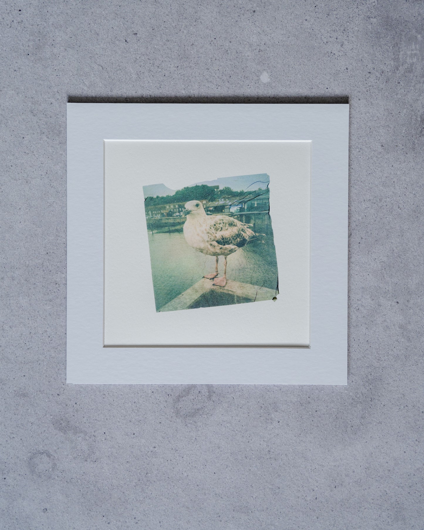 Baby Gull - Full Size Print