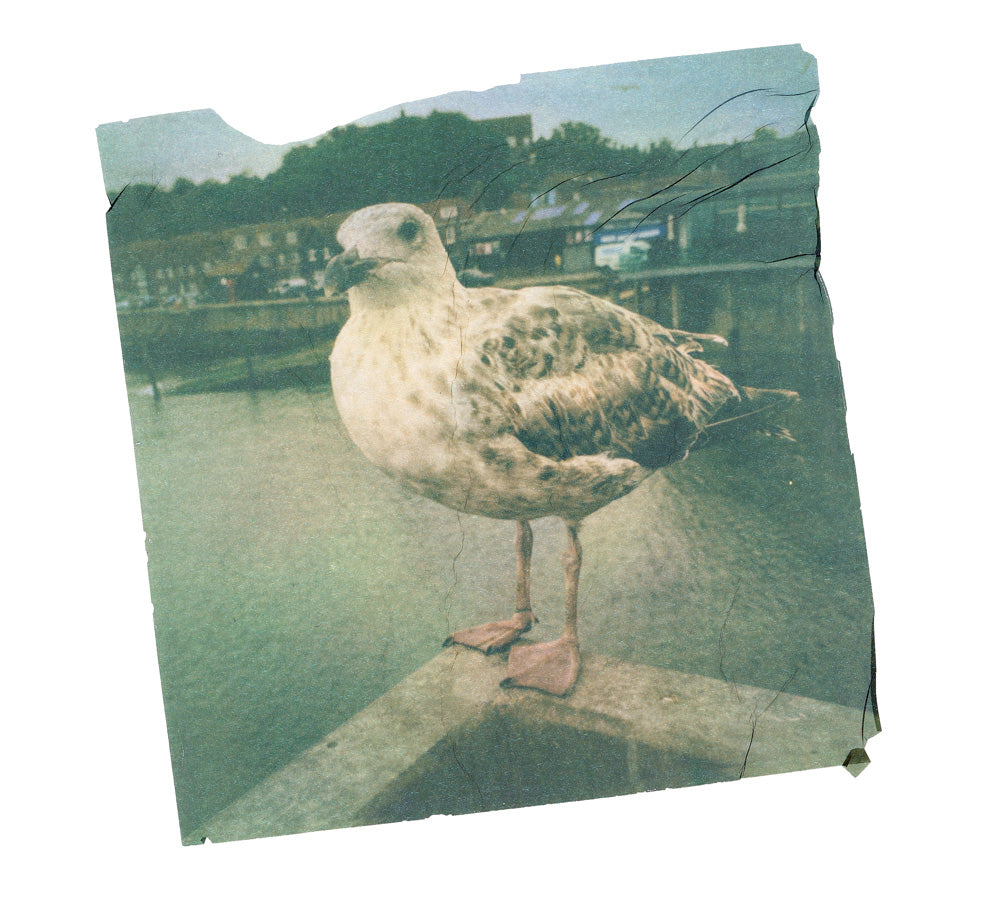 Baby Gull - Full Size Print
