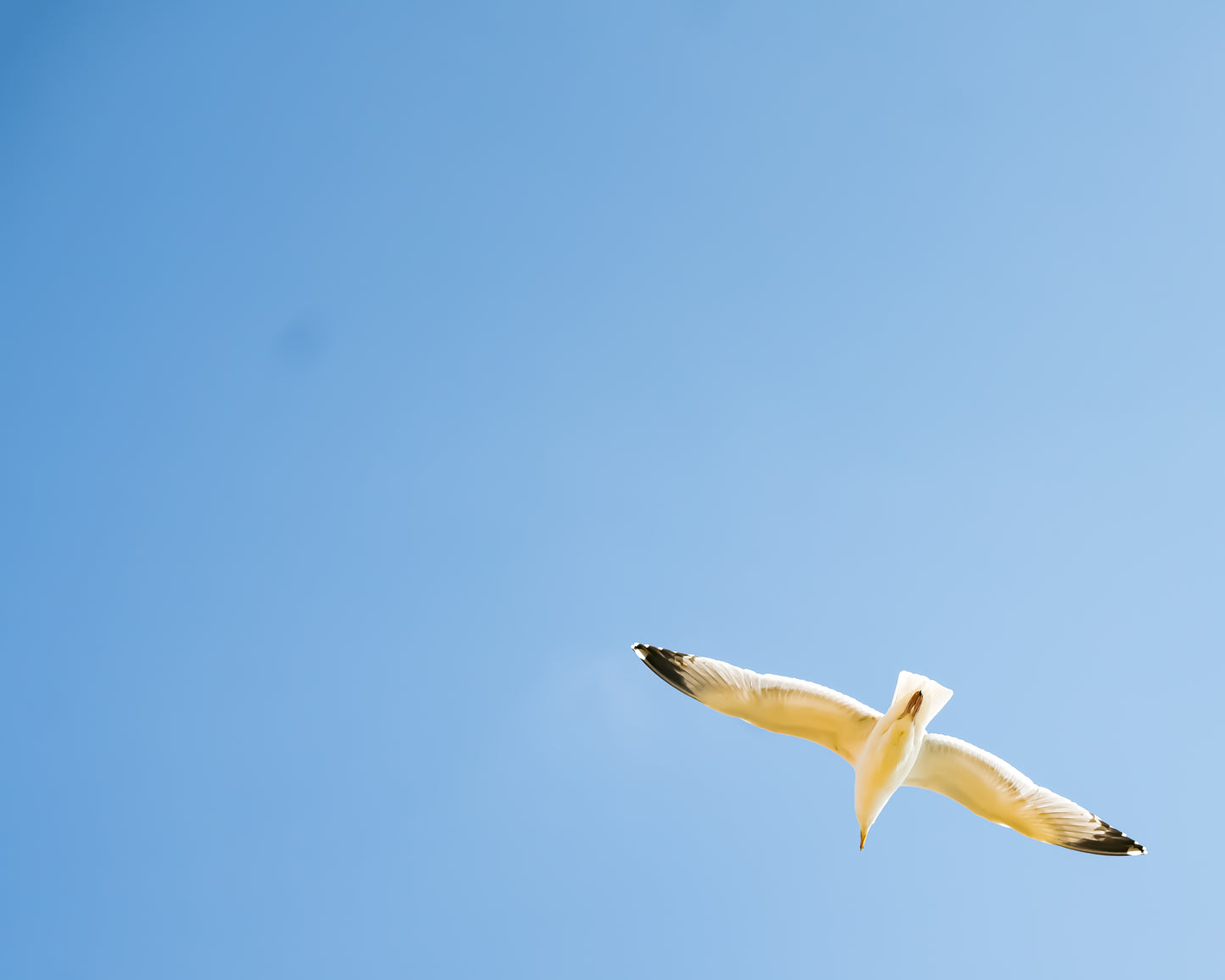 Lonely Seagull