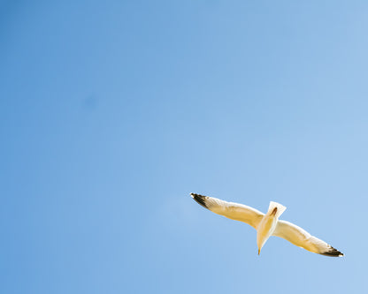 Lonely Seagull