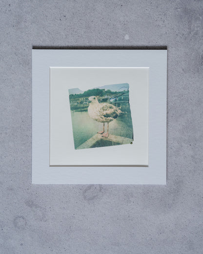 Baby Gull - Full Size Print